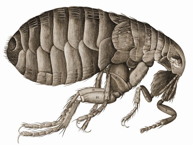 Robert Hooke’s engraving of a flea, from Micrographia (1665).